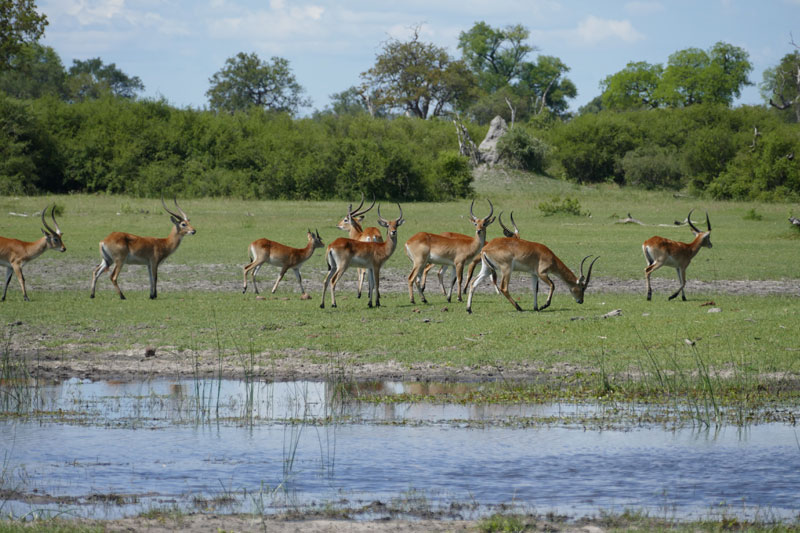 9 Red Lechwe Okavango Delta