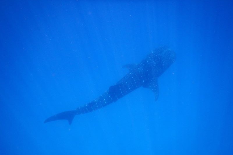 Para 3 9 Whale shark sized