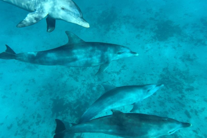 fanjove dolphins 3 sized 1