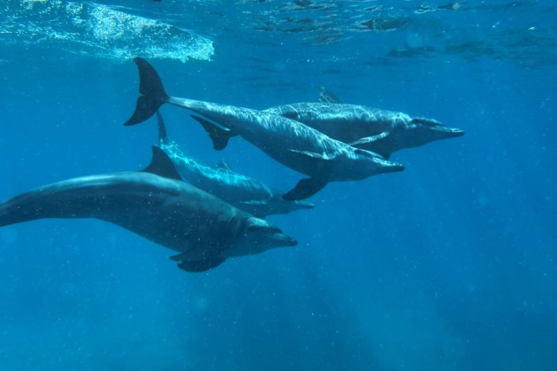 fanjove dolphins sized 1