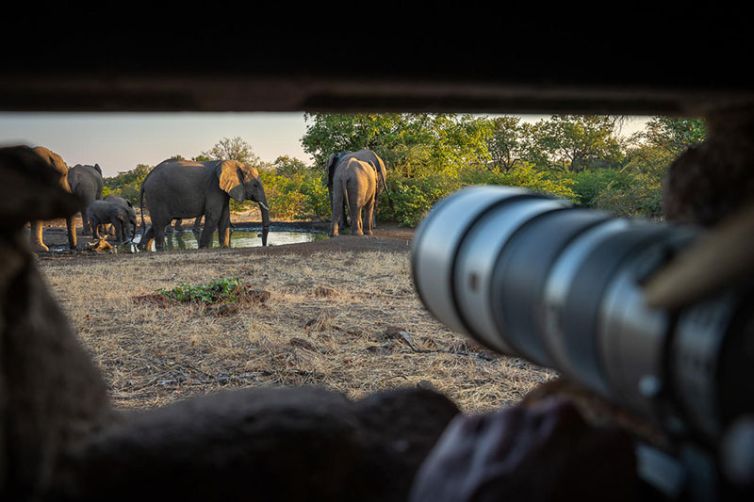 Africa Safari Holiday Specialists, Tailor-Made Safari Trips