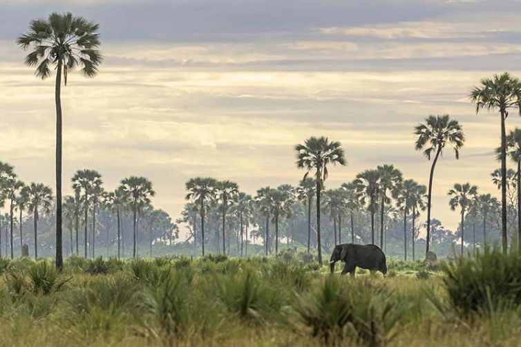Xigera Safari Lodge Okavango Delta, Botswana Luxury Safari