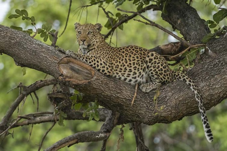 Xigera Safari Lodge Okavango Delta, Botswana Luxury Safari