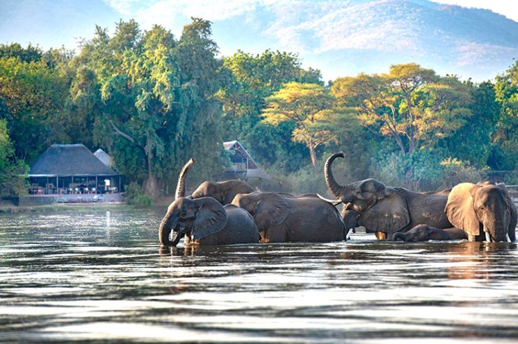 Chiawa-Camp-eles-in-river-CC_C
