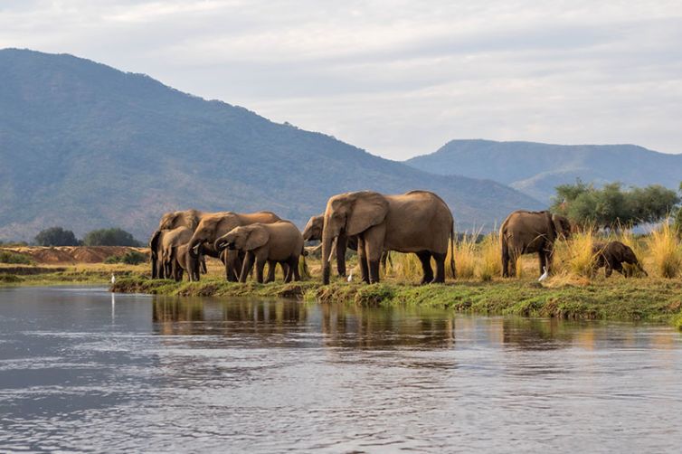 Time-+-Tide-Chongwe-House-elephants-c_TAT