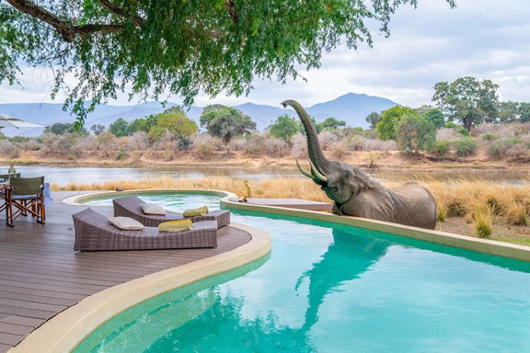 Time-+-Tide-Chongwe-House-pool-and-elephant-c_TAT