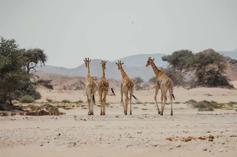02 Giraffe Conservation Giraffe8