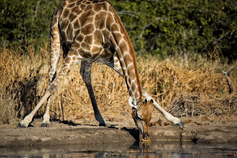 03 Giraffe Conservation Giraffe10