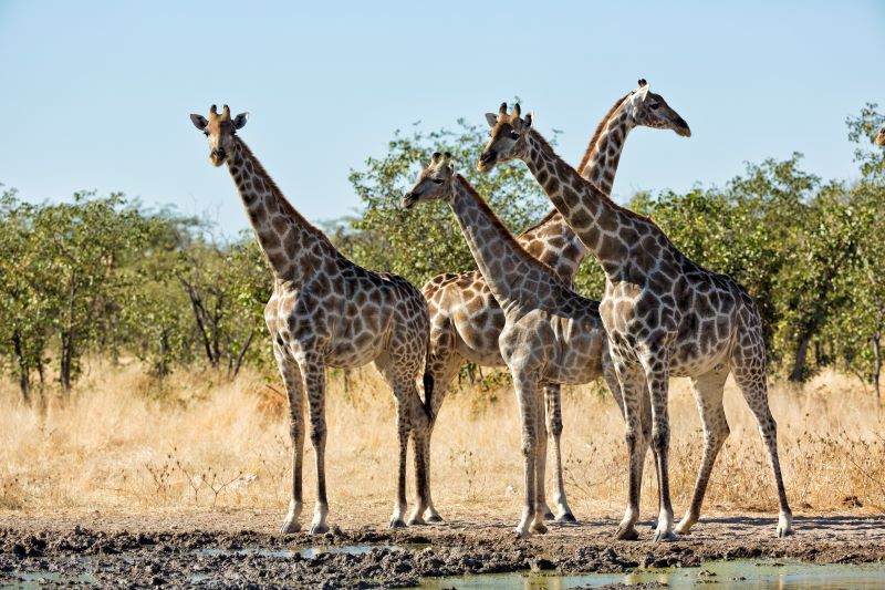 04 Giraffe Conservation Giraffe11