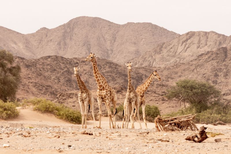 06 Giraffe Conservation Giraffe16 1