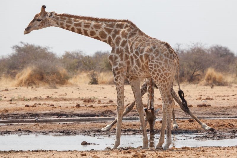11 Etosha Heights Giraffe Conservation Giraffe2 1