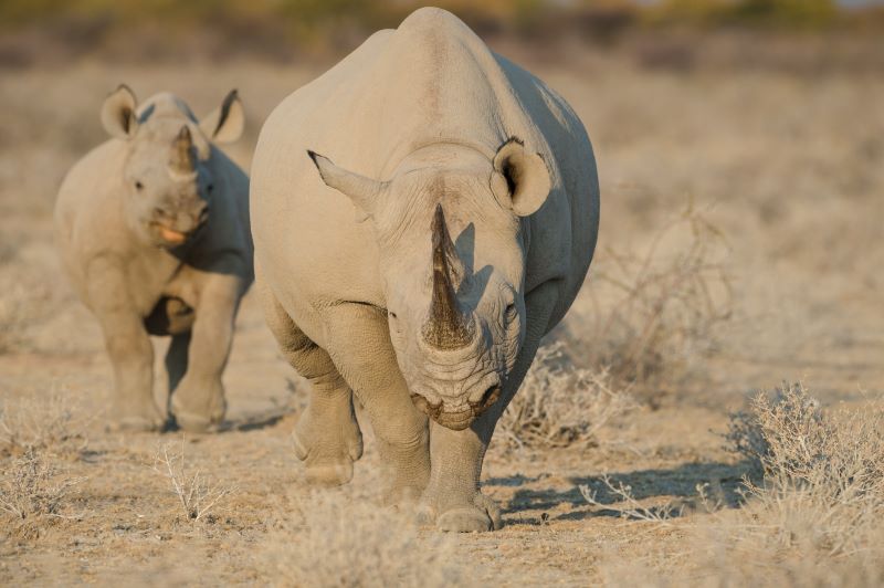 12 Etosha Heights Black Rhino 4