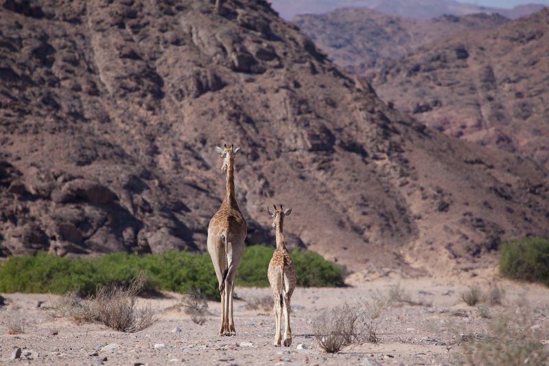 16 Giraffe Conservation Giraffe5