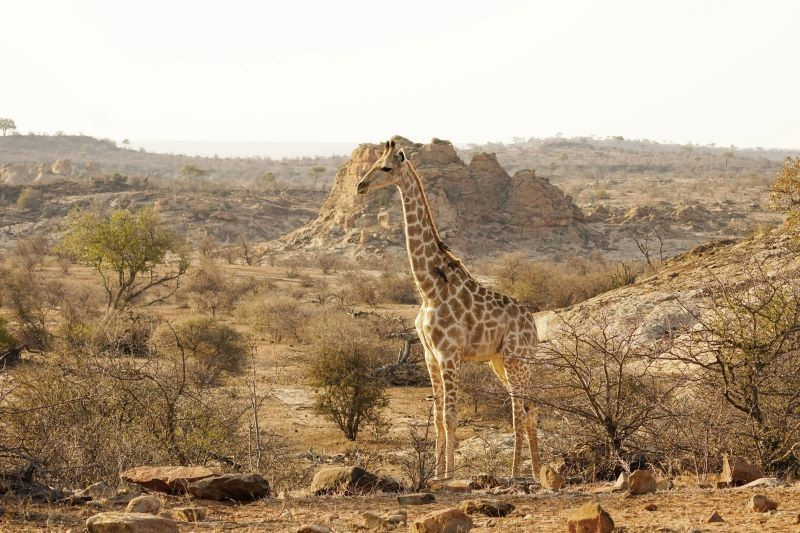 18 Giraffe Conservation Giraffe9