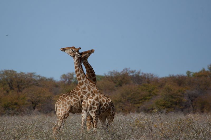 28 Giraffe Conservation Giraffe12 1