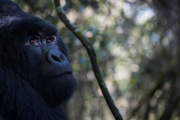 Uganda - Bwindi Lodge