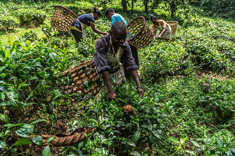 Uganda - Bwindi Lodge