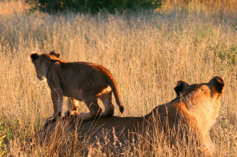 Kambaku Safari Lodge, South Africa Luxury Safari