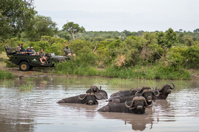 Kambaku Safari Lodge, South Africa Luxury Safari