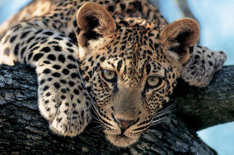 Londolozi Granite Suites, Sabi Sands, South Africa Luxury Safari