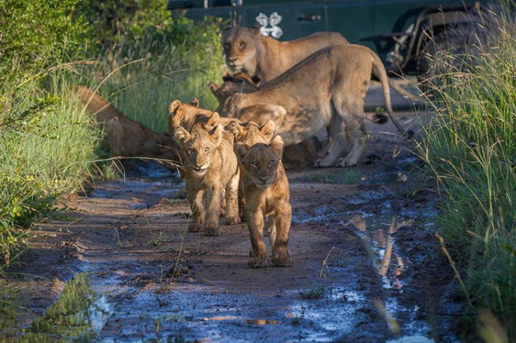 Londolozi Granite Suites, Sabi Sands, South Africa Luxury Safari