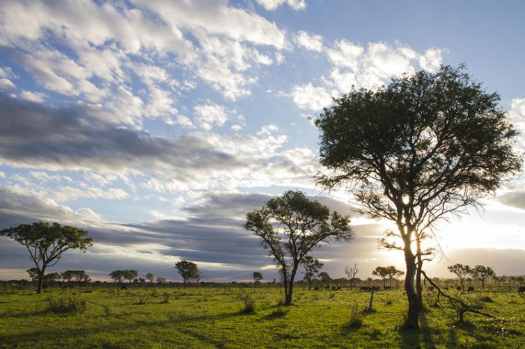 Londolozi Tree Camp, Sabi Sands, South Africa Luxury Safari