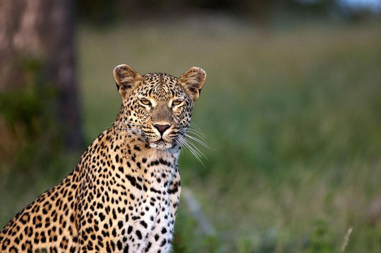 Londolozi Tree Camp, Sabi Sands, South Africa Luxury Safari - Leopard