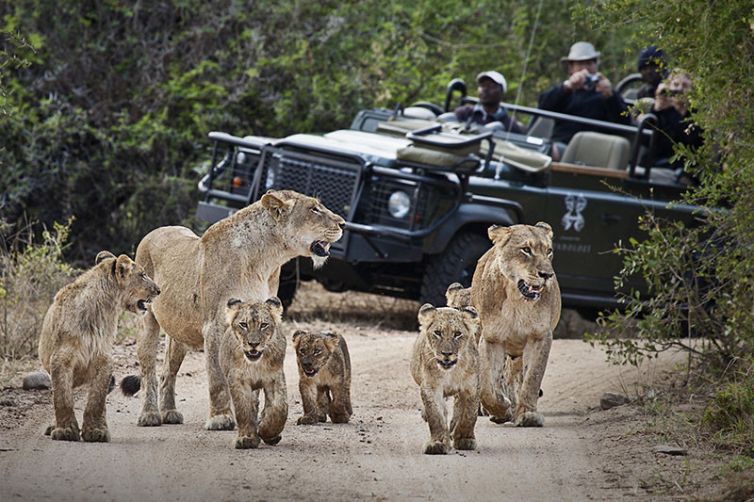 Londolozi Tree Camp, Sabi Sands, South Africa Luxury Safari - Lions