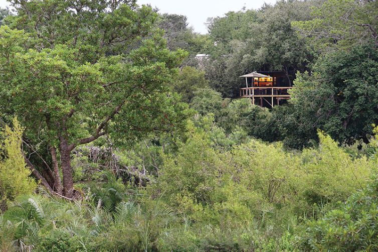 Londolozi Tree Camp, Sabi Sands, South Africa Luxury Safari