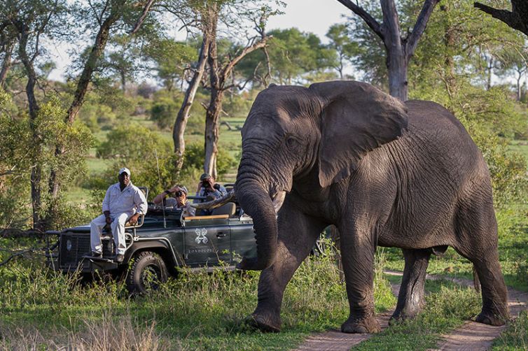 Londolozi Varty Camp, Sabi Sands, South Africa Luxury Safari Elephant
