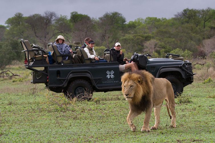 Londolozi Varty Camp, Sabi Sands, South Africa Luxury Safari - Lion