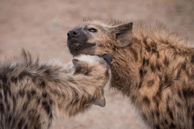 Makanyi Private Game Lodge