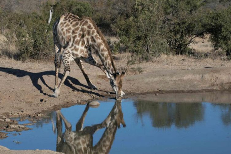 Makanyi Private Game Lodge