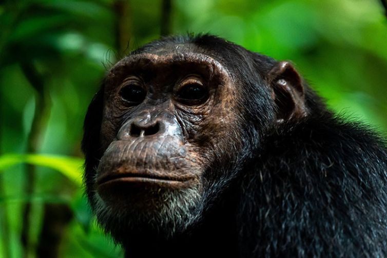 Primate Lodge Kibale