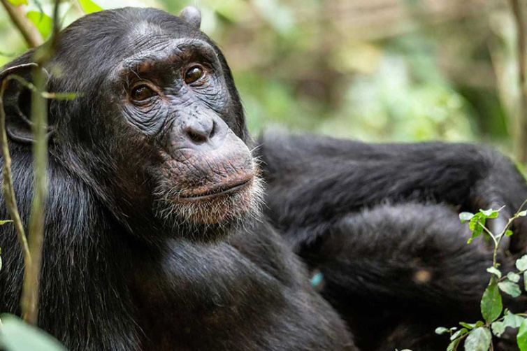 Primate Lodge Kibale