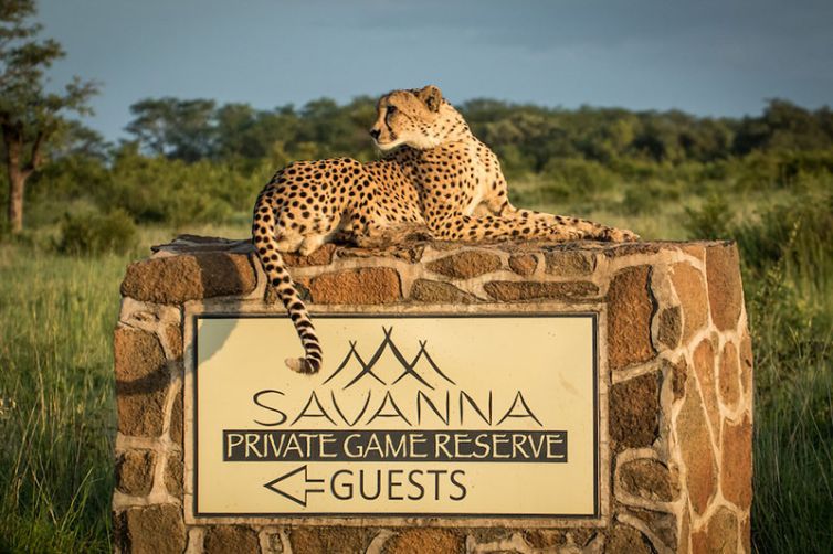 Savanna Lodge, Sabi Sands, South Africa Luxury Safari