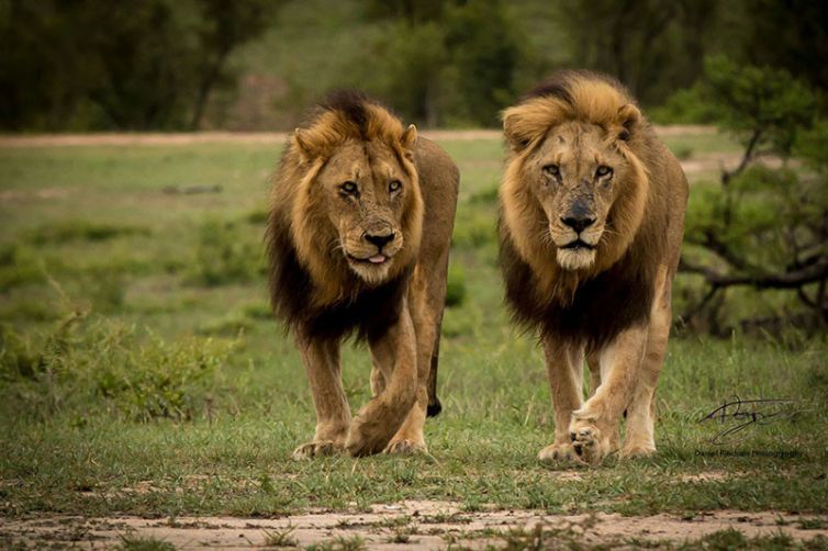 Savanna Lodge, Sabi Sands, South Africa Luxury Safari