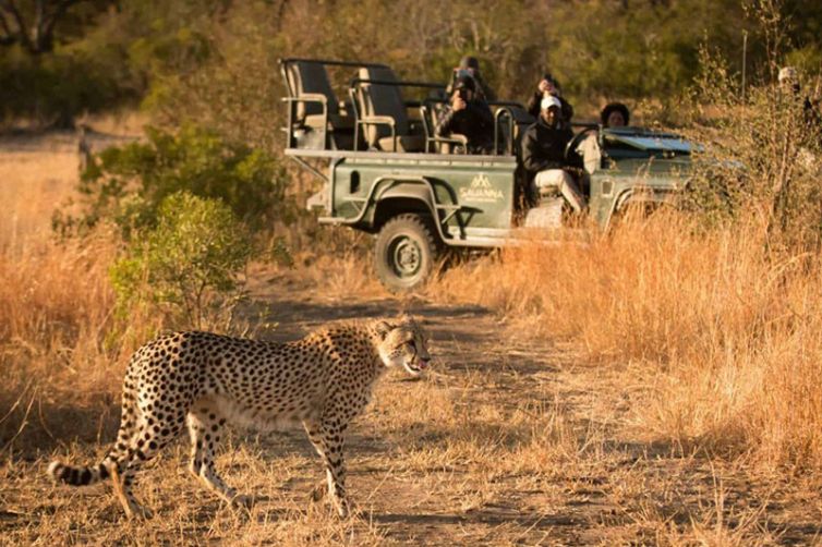 Savanna Lodge, Sabi Sands, South Africa Luxury Safari