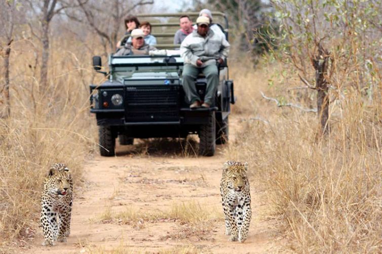 Savanna Lodge, Sabi Sands, South Africa Luxury Safari