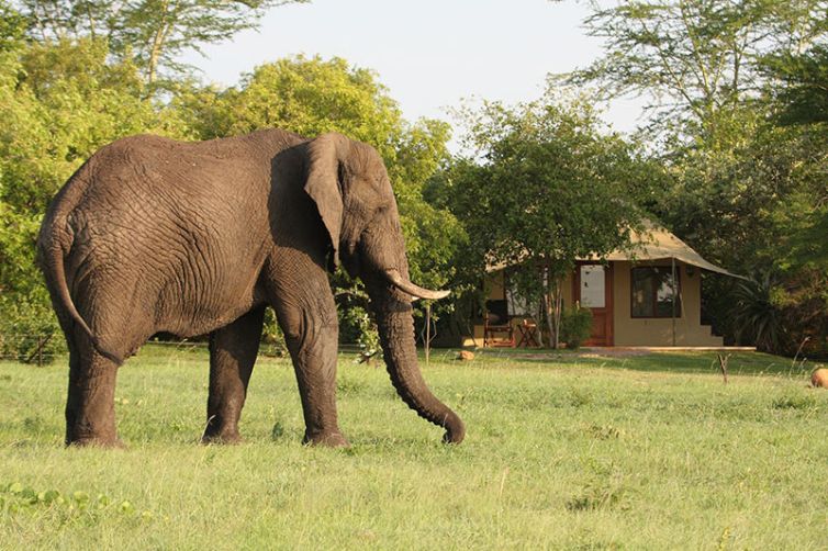 Savanna Lodge, Sabi Sands, South Africa Luxury Safari
