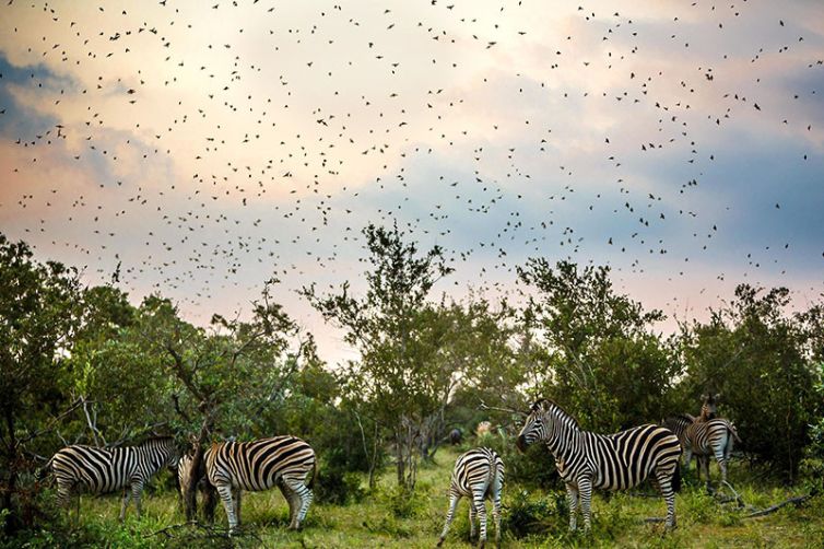 Tanda Tula Safari Camp