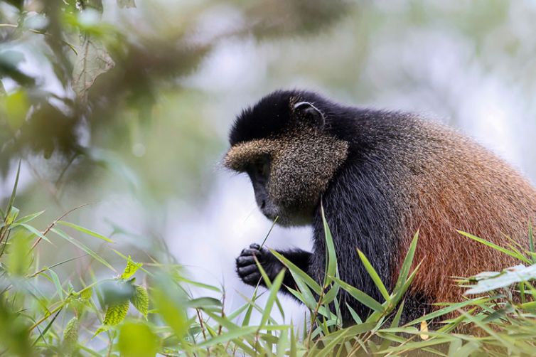 Wilderness Bisate Reserve