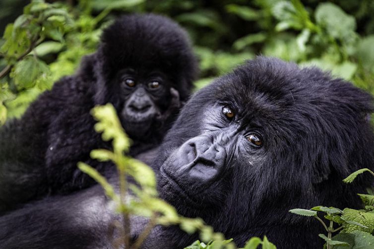 Wilderness Bisate Reserve