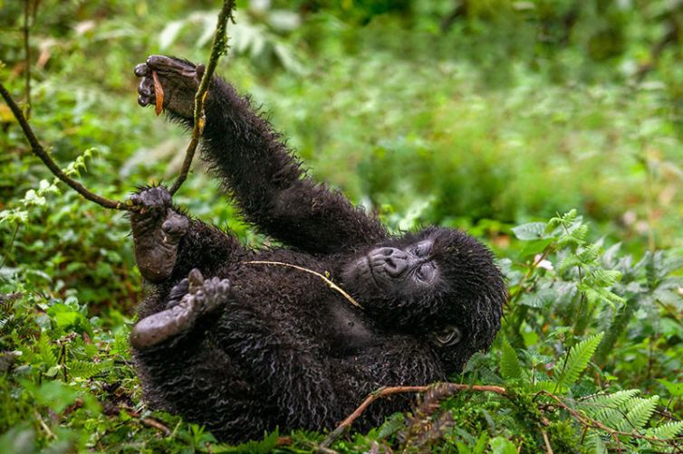 Wilderness Bisate Reserve