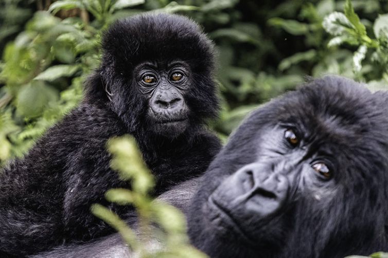 Wilderness Sabyinyo - Gorillas