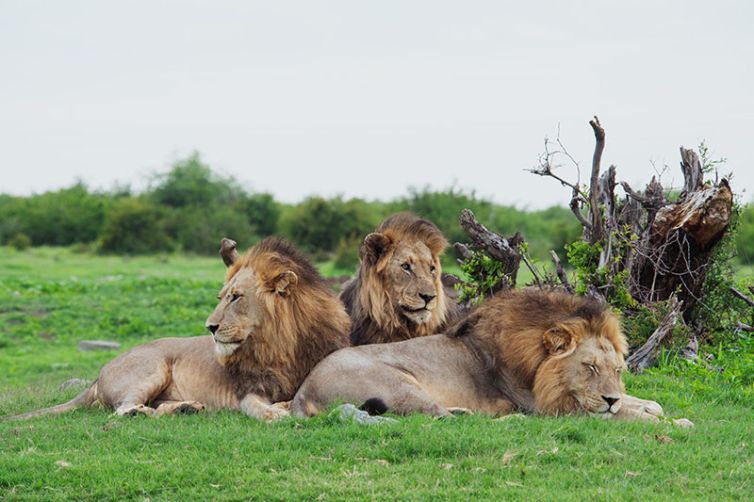Jaci’s Safari Lodge, South Africa Luxury Safari
