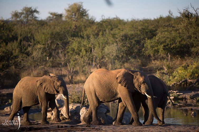 Jamala Madikwe, South Africa Luxury Safari