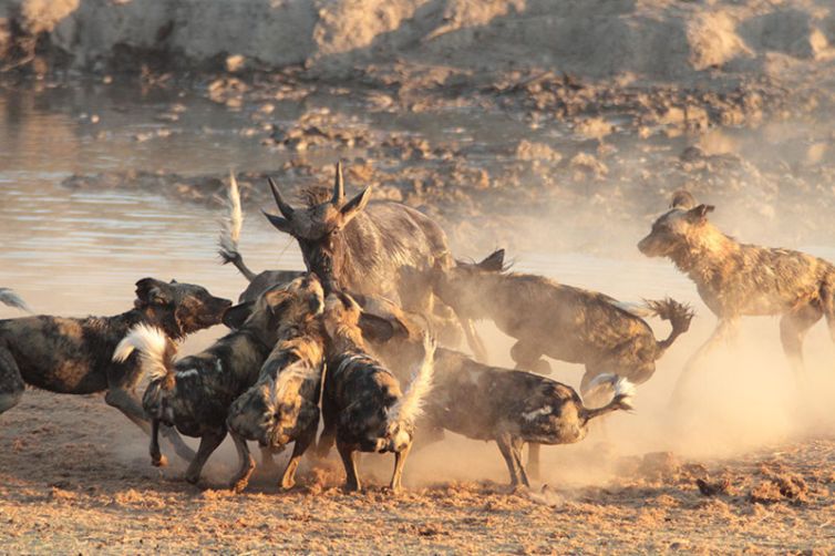 Jamala Madikwe, South Africa Luxury Safari