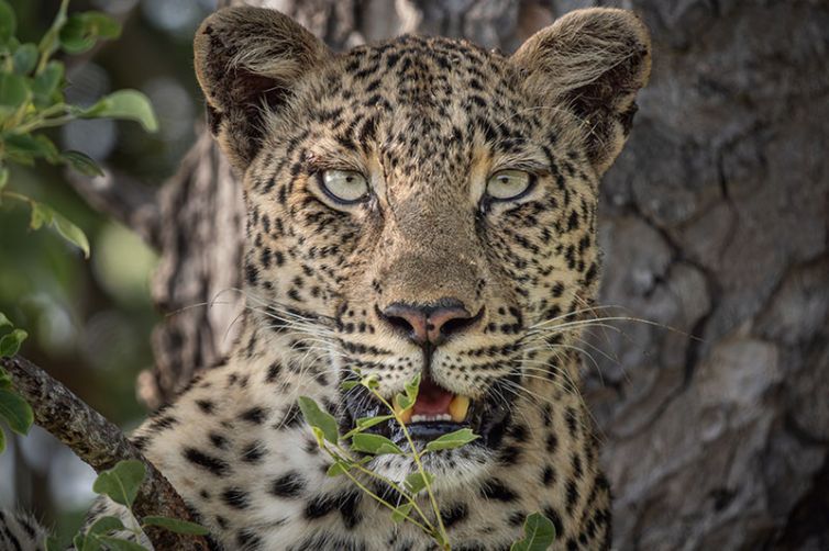 Kambaku River Sands, South Africa Luxury Safari