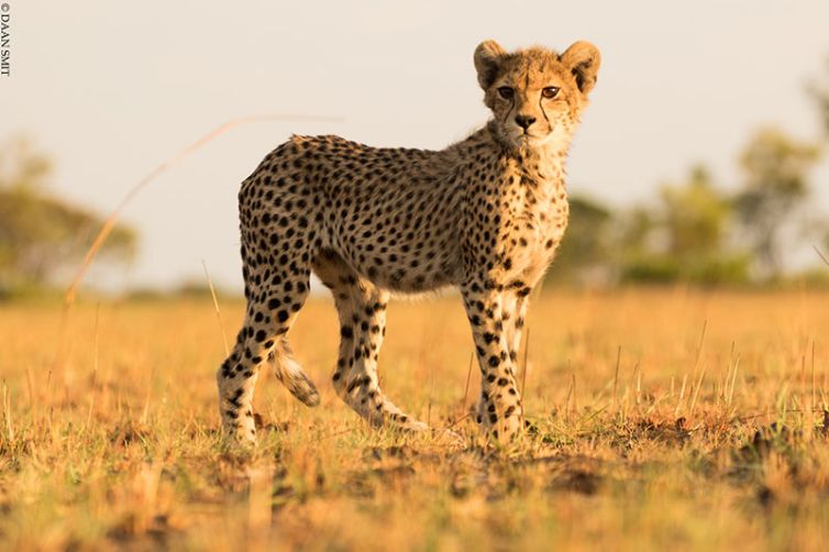 King Lewanika Lodge
